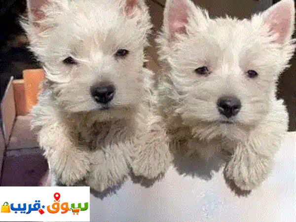 West Highland Terrier Puppies