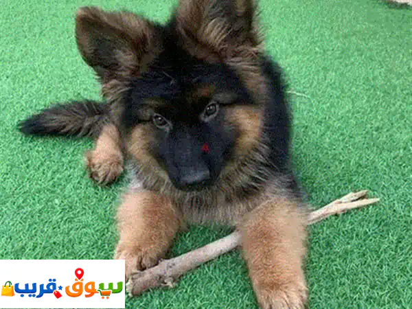 German shepherd fci pedigree