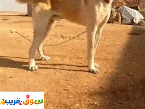 فرصة نادرة في حماة: كلب كانجال أصيل (11 شهر) – حماية...