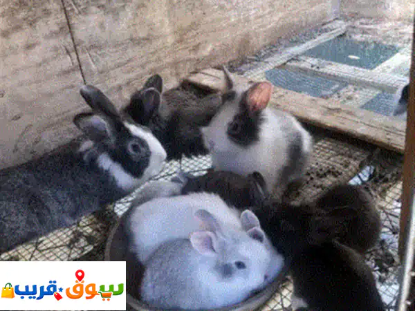 أرانب أسدي للبيع مطعمات