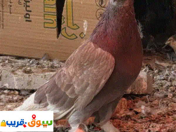 حمام باكستاني نمساوي لاحم مدينه كويتي زاجل حضان...
