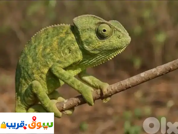 حرباء