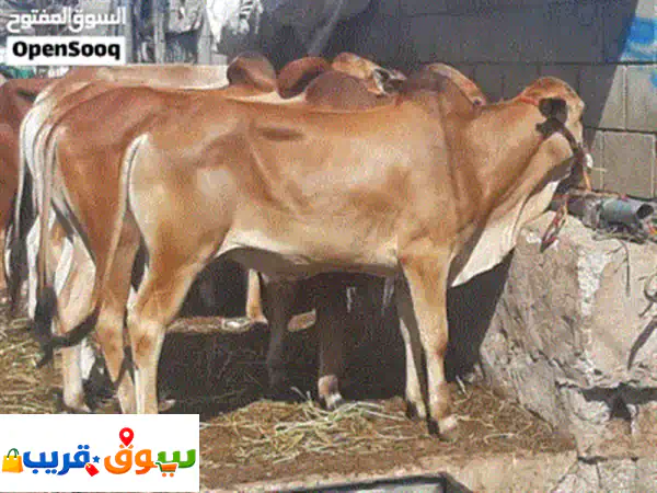 ابقارمروعي وبلدي