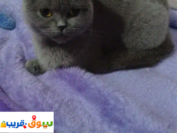 فرصة العمر: قطة بريتش شورت هير أنثى مخصية (أقل من...