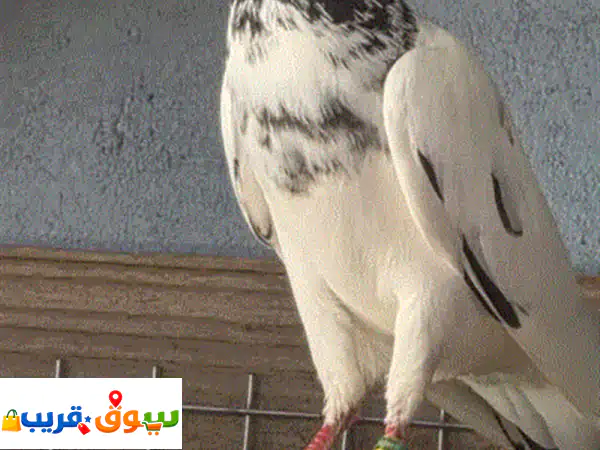 حمام باكستاني نمساوي لاحم مدينه كويتي زاجل حضان ازواج وفردي كل الموجود فالصور وغيرهم معروض للبيع
