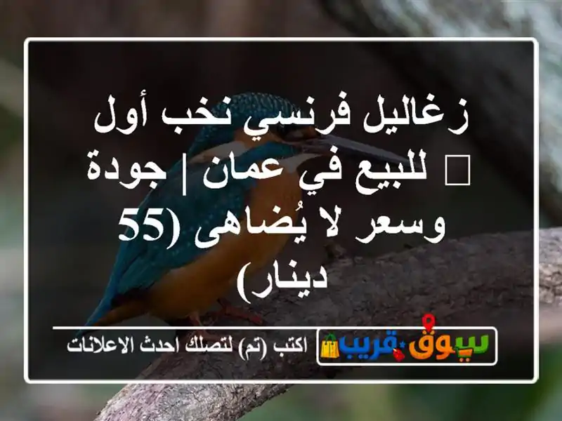 زغاليل فرنسي نخب أول 🥇 للبيع في عمان | جودة وسعر...