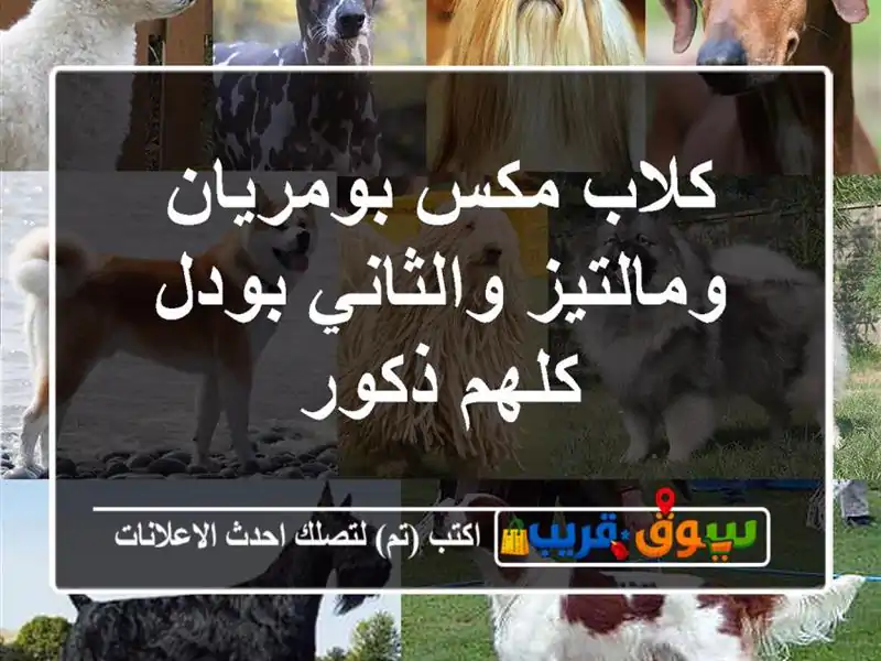 كلاب مكس بومريان ومالتيز والثاني بودل كلهم ذكور