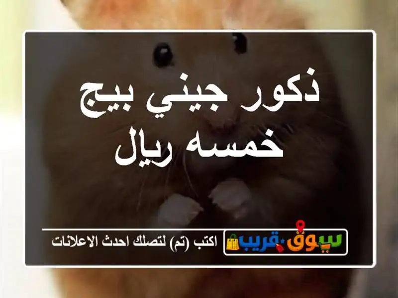 ذكور جيني بيج خمسه ريال