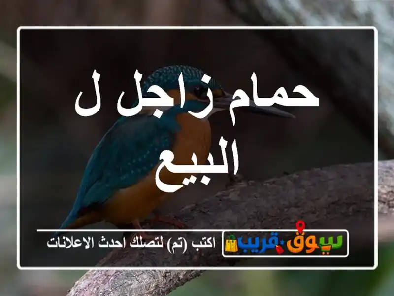 حمام زاجل ل البيع