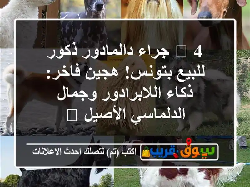 🚨 4 جراء دالمادور ذكور للبيع بتونس! هجين فاخر:...