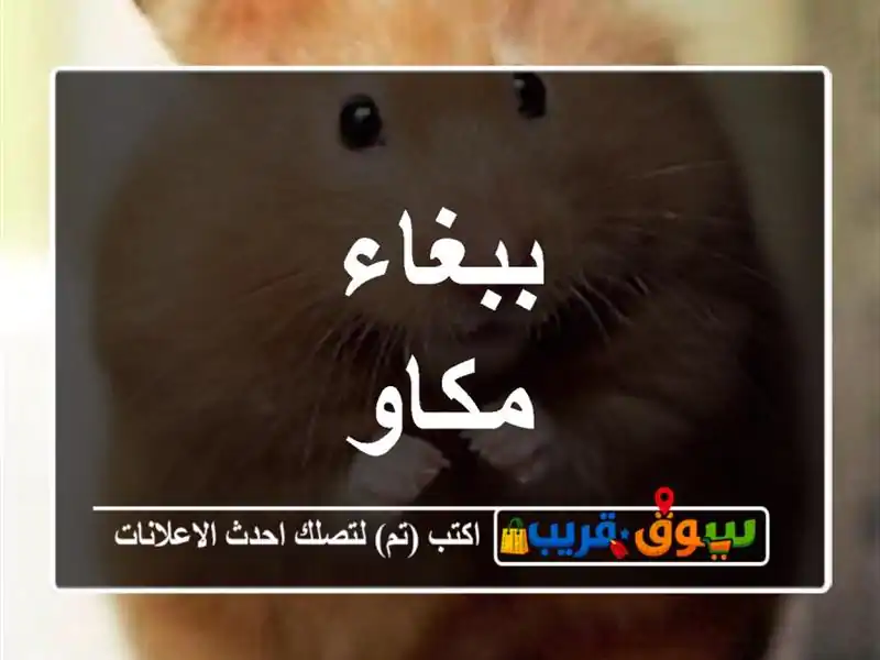 ببغاء مكاو