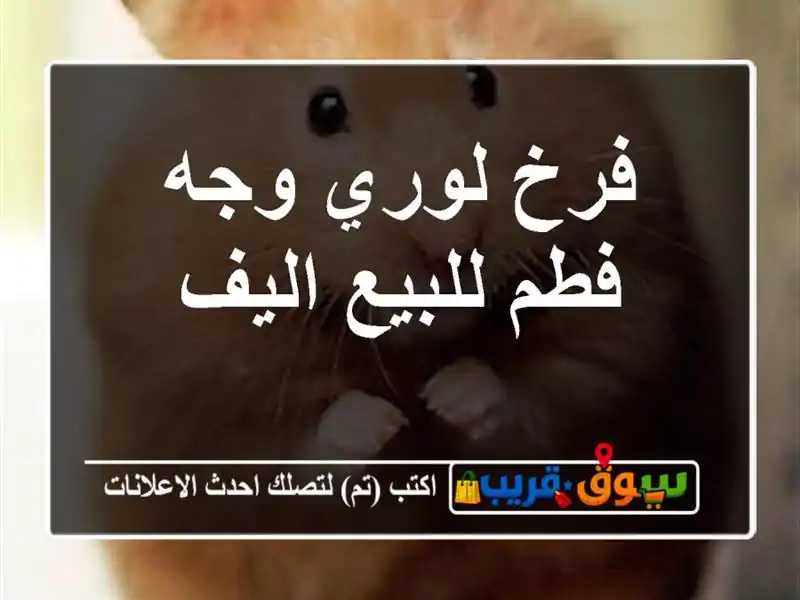 فرخ لوري وجه فطم للبيع اليف