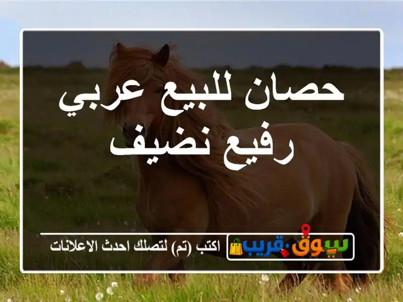 حصان للبيع عربي رفيع نضيف