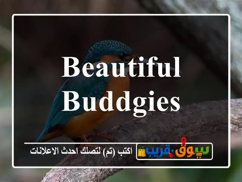 Beautiful buddgies