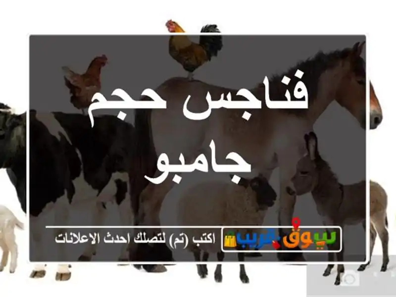 فناجس حجم جامبو