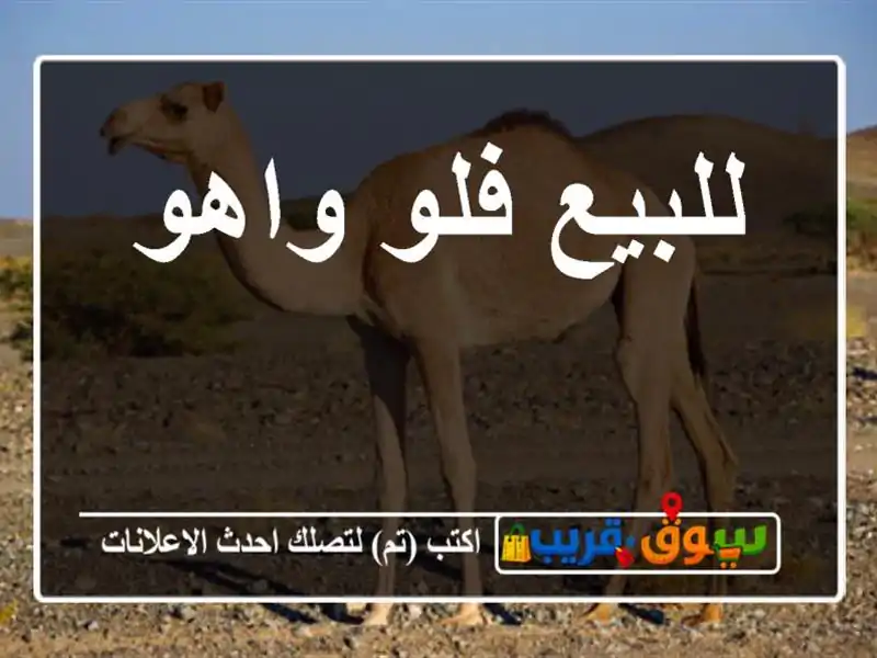 للبيع فلو واهو