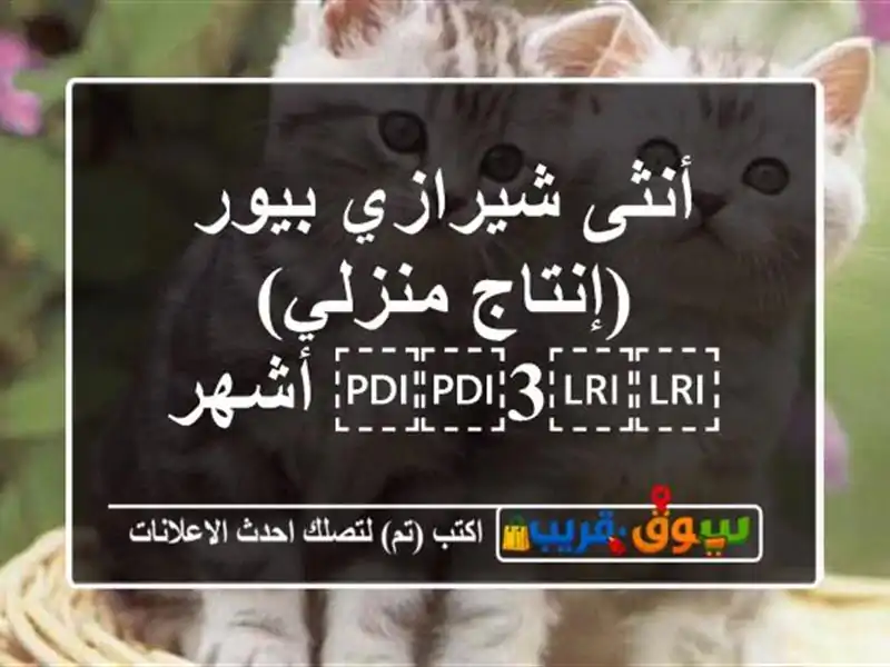 أنثى شيرازي بيور (إنتاج منزلي)  ⁦⁦3⁩⁩ أشهر