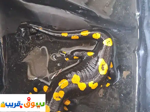 female fire salamander