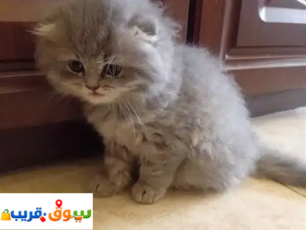 فرصة لا تعوض! 🌟 قطط سكوتش فولد أصيلة للبيع | عمر شهر ونصف 🏡 عمان، مرج الحمام، حي الجماعين