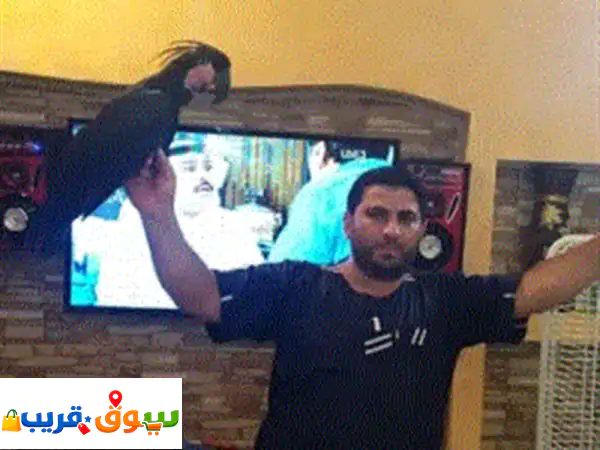 نشتري جميع انواع الببغاء الكاسكو ومكاو...