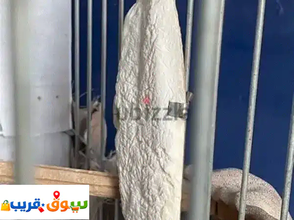 كروان دكر نص مروض بصحة ممتازة مع كل اغراضه