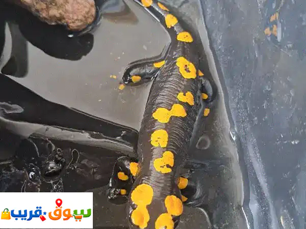 female fire salamander