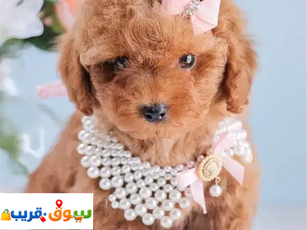 REAL SMALL Toy Poodle Puppy in Lebanon! Delivery, Dog, كلاب جرو كلب