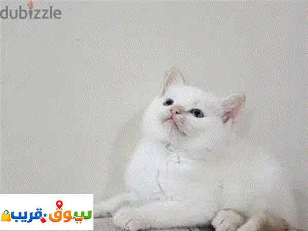 فرصة نادرة! للبيع: قط سكوتش فولد تابي - هادئ، مرح، ومعقم – رفيقك المثالي ينتظر!