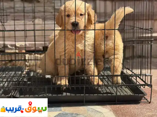 Golden retriever puppies