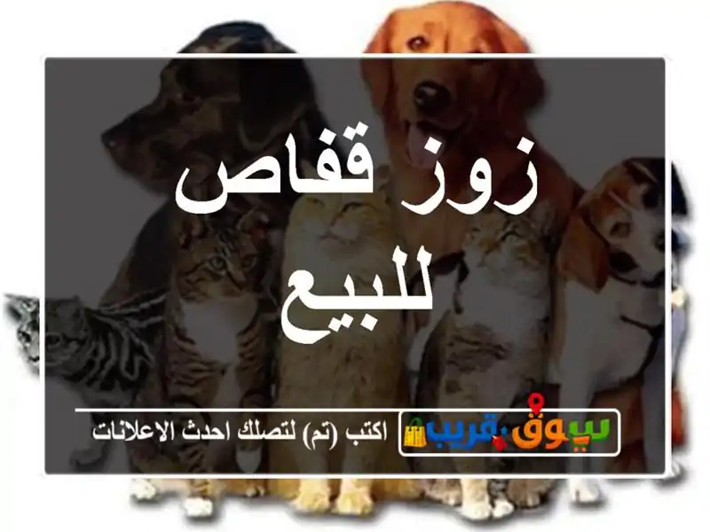 زوز قفاص للبيع