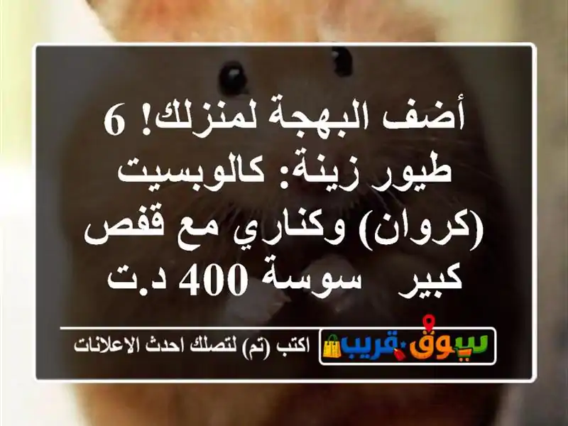 أضف البهجة لمنزلك! 6 طيور زينة: كالوبسيت (كروان)...