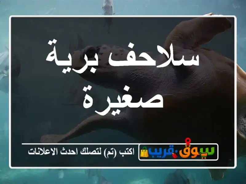 سلاحف برية صغيرة
