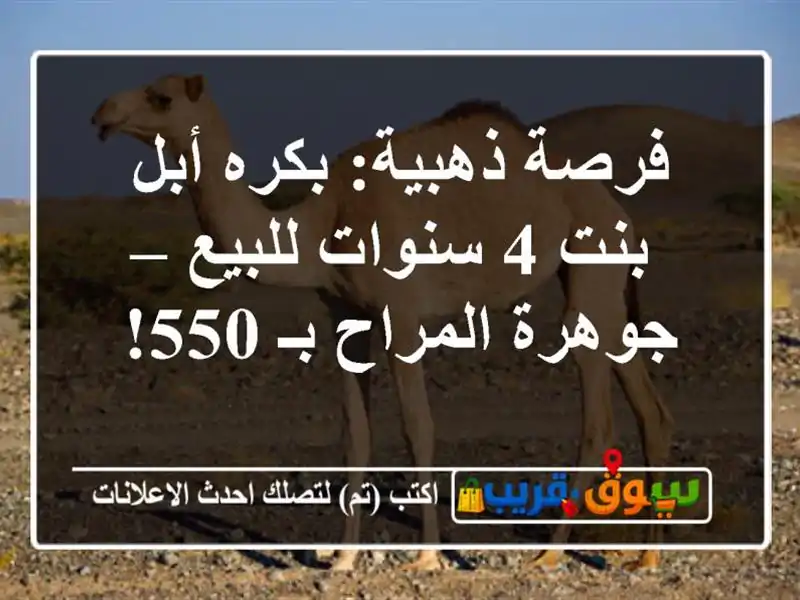 فرصة ذهبية: بكره أبل بنت 4 سنوات للبيع – جوهرة...