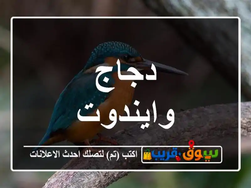 دجاج وايندوت