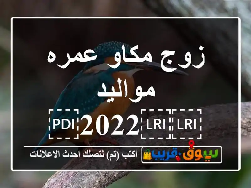 زوج مكاو عمره مواليد ⁦⁦2022⁩⁩