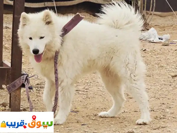 سامويد أنثى بيور للبيع 🐾 جرو ودود بعمر 6 شهور |...