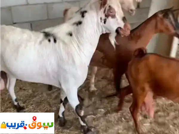 أضاحي العيد 2024: أغنام وعجول محلية للبيع | صحة وجودة...