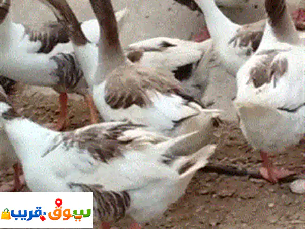 دجاج بلدي أصيل للبيع في الدوحة: 40 دجاجة مشكلة (1-4 أشهر)...