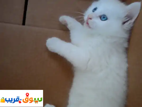 قط شيرازي أبيض ثلجي بعيون زرقاء ساحرة | عمر شهرين،...