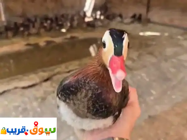 بط الماندرين الفاخر للزينة | ألوان طبيعية خلابة...