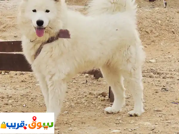 سامويد أنثى بيور للبيع 🐾 جرو ودود بعمر 6 شهور | رفيقتك المثالية بمنزلك!