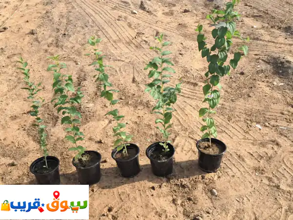 أشجارك الخضراء تبدأ من هنا! شتلات سدر، ألبيزيا، غاف، تيكوما والمزيد - جودة عالية بالشارقة