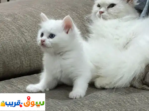 قط شيرازي أبيض ثلجي بعيون زرقاء ساحرة | عمر شهرين، هادئ ومدرب تمامًا!