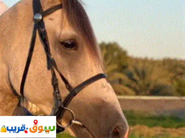 حصان عربي للبدل فقط و بزيد الفارق
