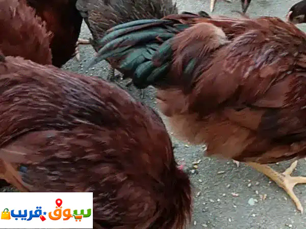 فرصة استثنائية: ديوك فرنسية أصيلة بلون بندقي فريد |...