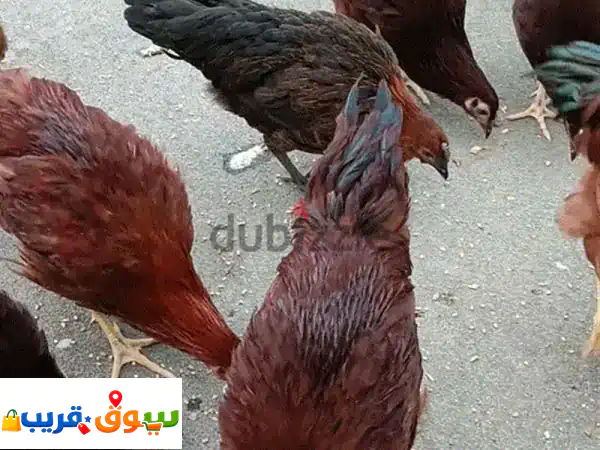 فرصة استثنائية: ديوك فرنسية أصيلة بلون بندقي فريد | صحة مثالية وعمر 4 شهور