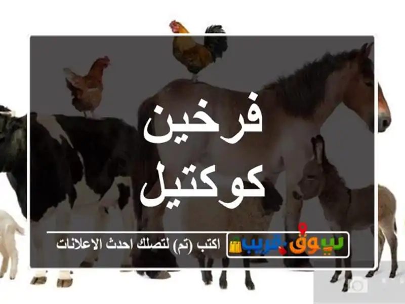 فرخين كوكتيل