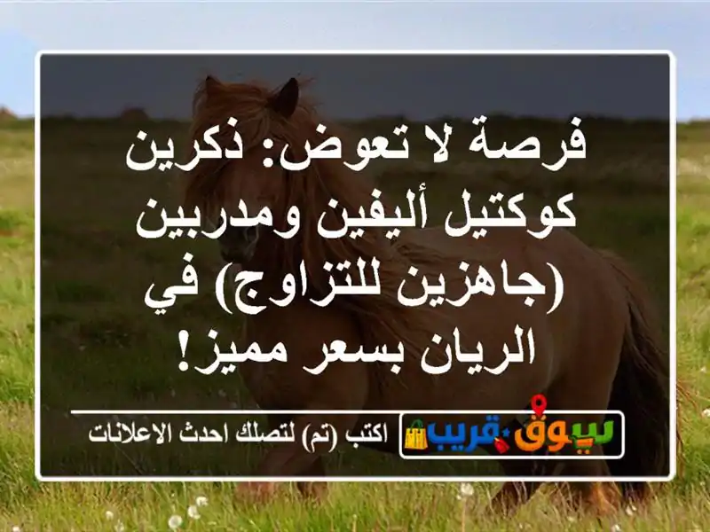فرصة لا تعوض: ذكرين كوكتيل أليفين ومدربين...