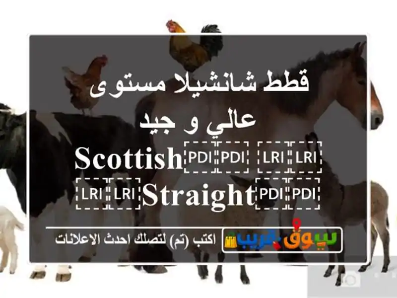 قطط شانشيلا مستوى عالي و جيد ⁦⁦Scottish⁩⁩ ⁦⁦Straight⁩⁩ ⁦⁦Golden⁩⁩ ⁦⁦Chinchilla⁩⁩ ⁦⁦NY11⁩⁩