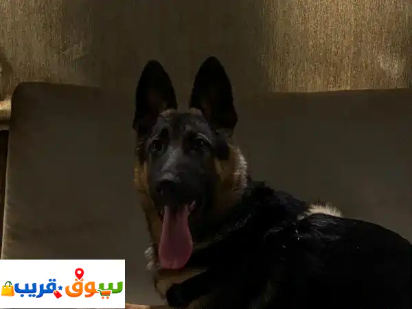 German Shepard Puppy